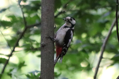 Dendrocopos major