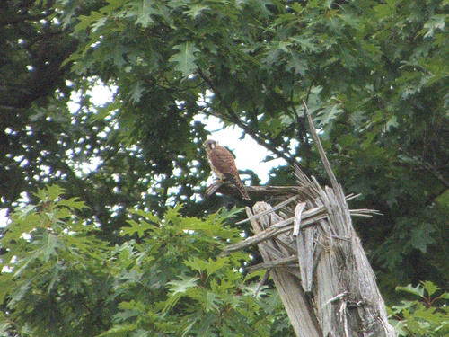 American Kestrel