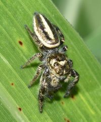 Dendryphantes mordax