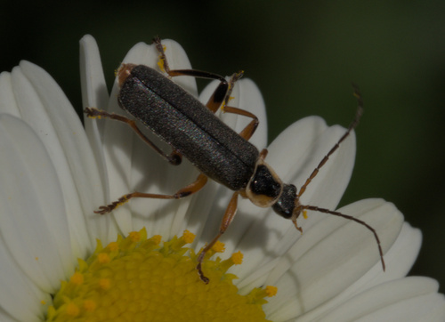 Grey Sailor Beetle