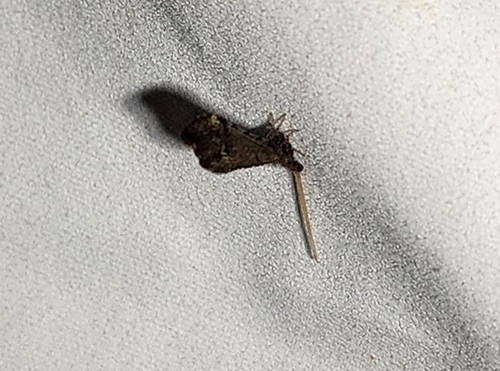 Lomamyia squamosa