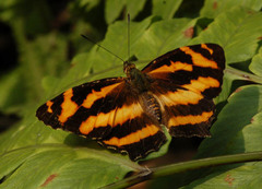 Symbrenthia hypselis