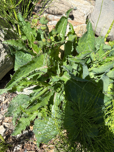 prickly sowthistle