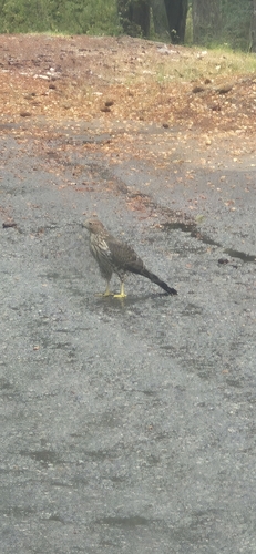 Cooper's Hawk