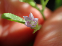 Convolvulus simulans