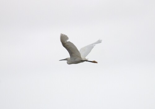iNaturalist: (c) clc1969, some rights reserved (CC BY-NC) iNaturalist image