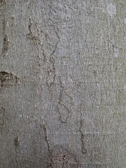 Zimmermannia liebwerdella