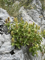 Teucrium arduini