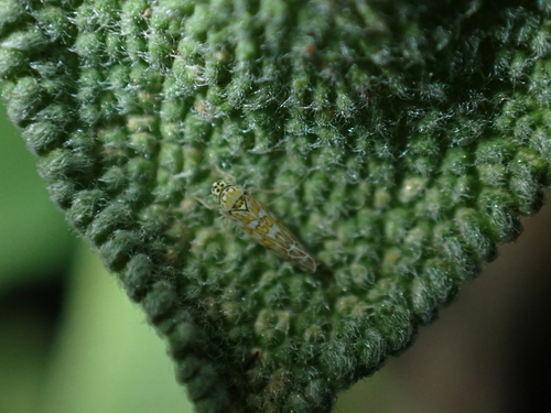 Ligurian Leafhopper, Westwijk, Amstelveen, Nederland, photo 3 of 10