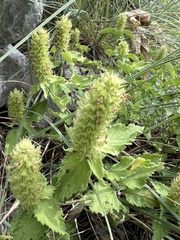 Teucrium arduini, photograph Mirko Ubović, CC0, iNaturalist via GBIF