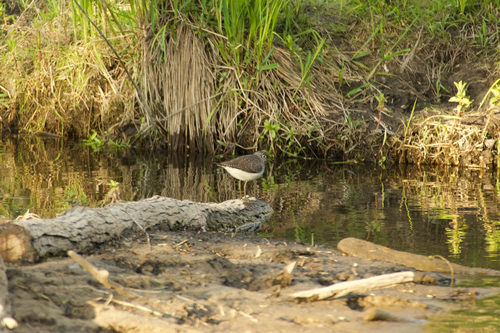 Solitary Sandpiper