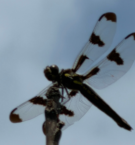 Twelve-spotted Skimmer