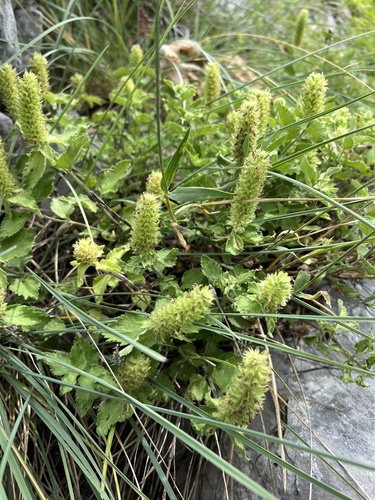 Teucrium arduini, photograph 3