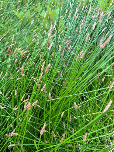 common spikerush
