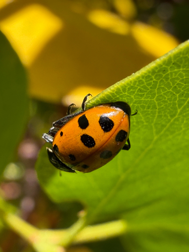 Convergent Lady Beetle