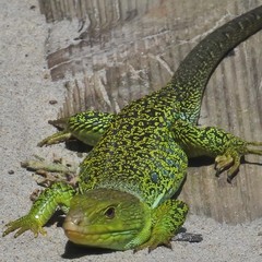 Timon lepidus ibericus