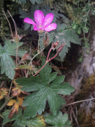 Geranium endressii, photograph 6