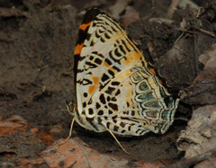 Symbrenthia hypselis
