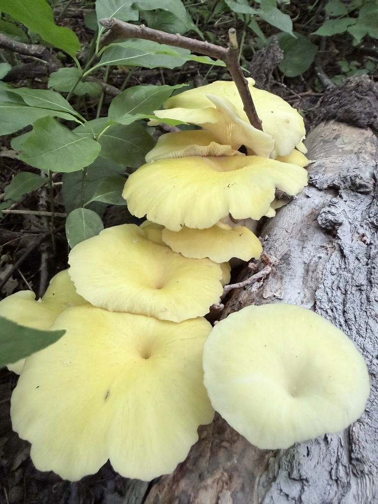 Golden Oyster Mushroom · July 2026 · photo: Photo: (c) Erica Tava Johnson, some rights reserved (CC BY) · iNaturalist