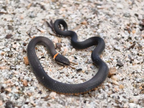 Southern Ringneck Snake