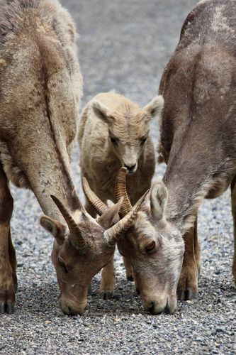 Bighorn Sheep