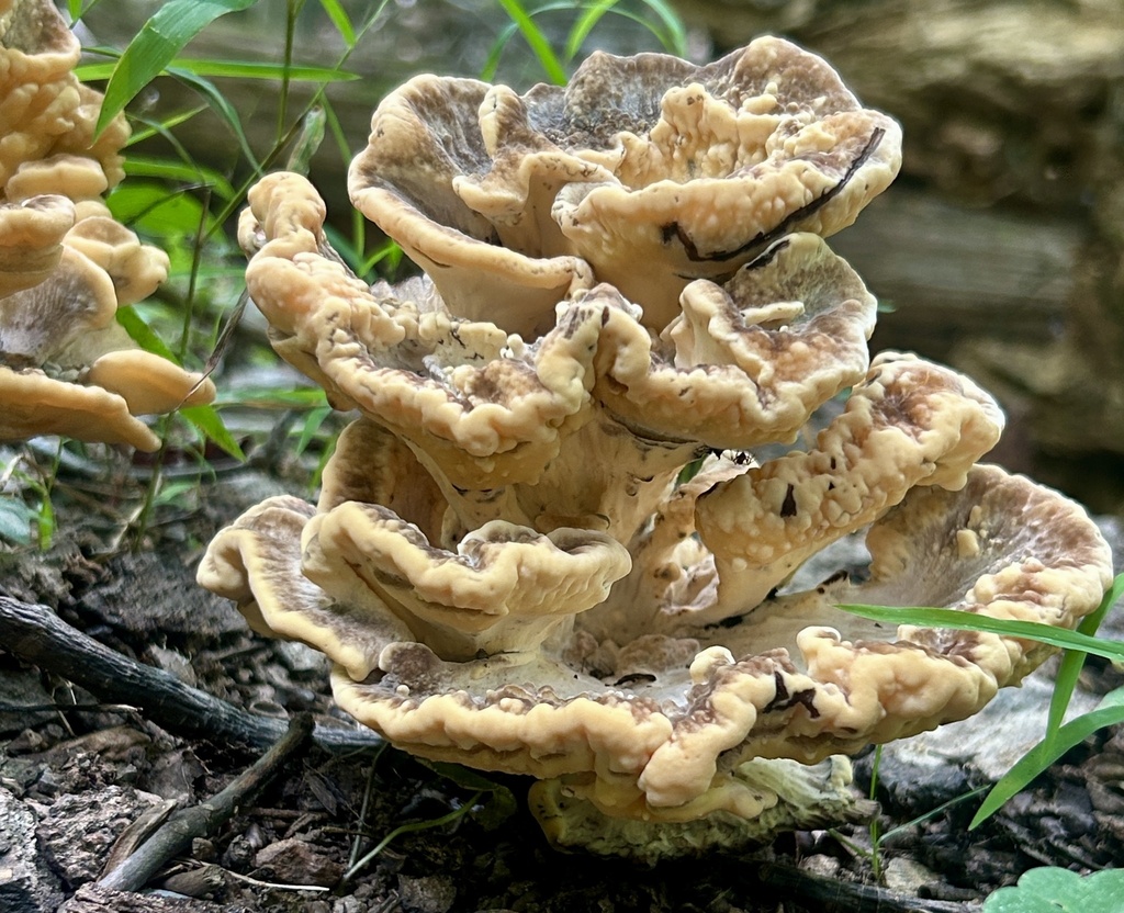 Black-staining Polypore · July 2026 · photo: Photo: (c) martin_livezey, some rights reserved (CC BY) · iNaturalist