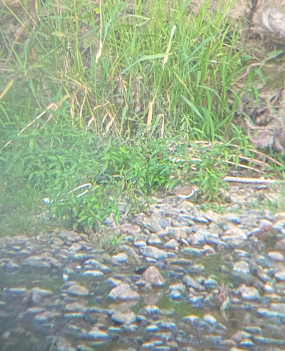 iNaturalist image