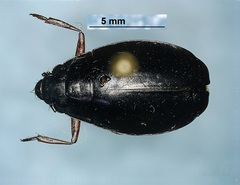 Dineutus assimilis