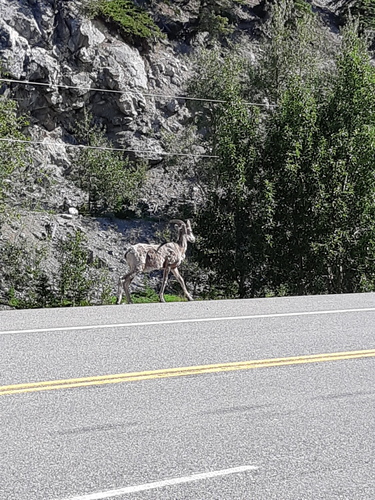 Bighorn Sheep
