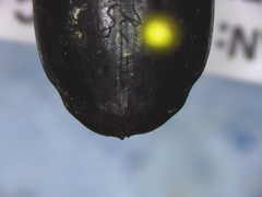 Dineutus assimilis