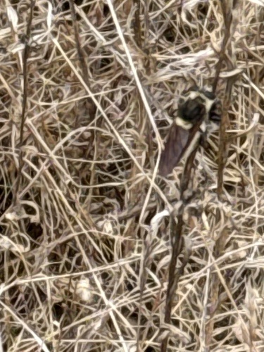 Golden-tailed Beebandit