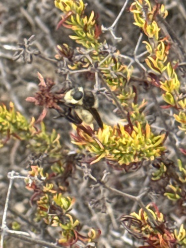 Golden-tailed Beebandit