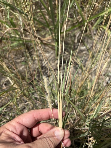 silver bluestem