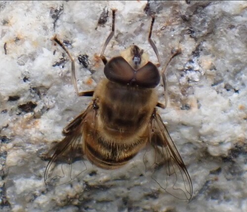 Eristalis tenax