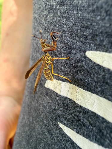 Brown Wasp Mantidfly