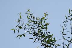 Blepharocalyx salicifolius
