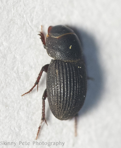 Ataenius