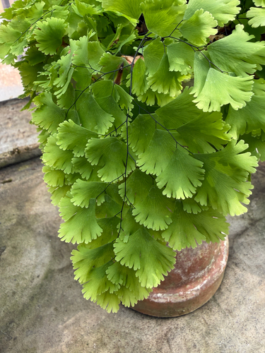 black maidenhair fern
