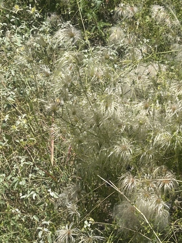 Old Man's Beard Clematis
