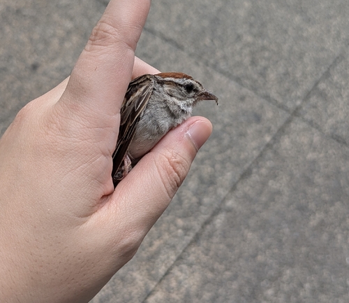 Chipping Sparrow