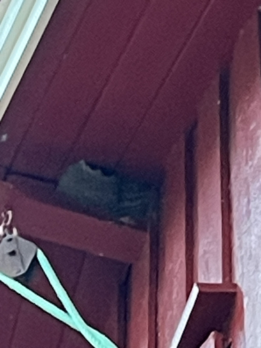Western House Martin