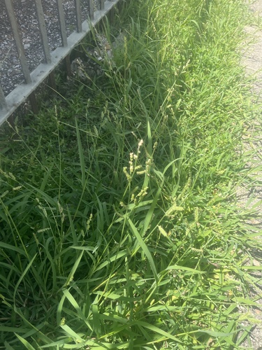 Jungle Rice