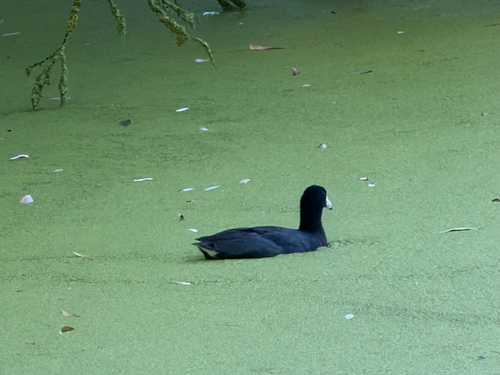 American Coot