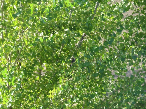 iNaturalist image