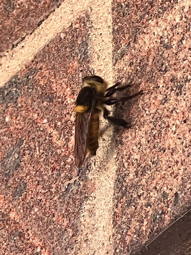 Golden-tailed Beebandit