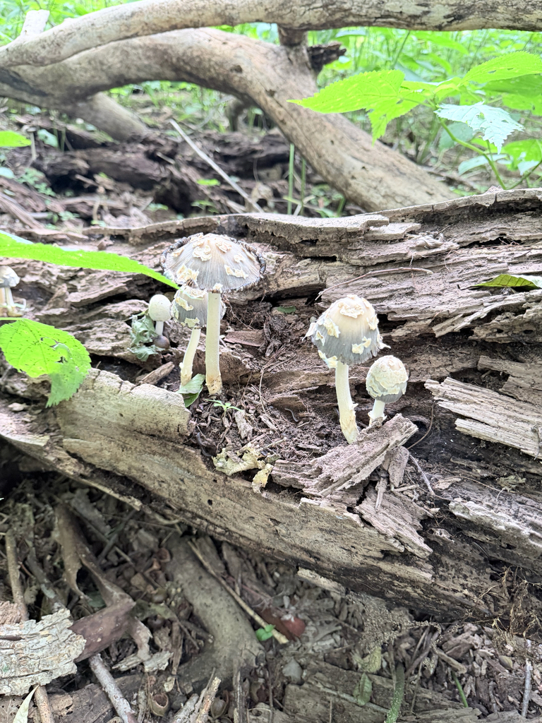 scaly ink cap · July 2026 · photo: Photo: (c) Erica Tava Johnson, some rights reserved (CC BY) · iNaturalist