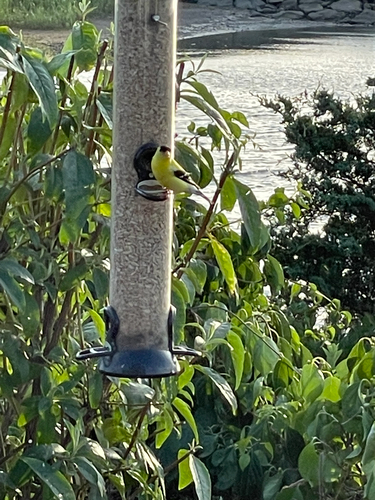 American Goldfinch