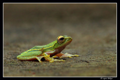 Rhacophorus lateralis