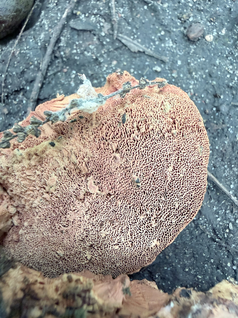 tender nesting polypore · July 2026 · photo: Photo: (c) Erica Tava Johnson, some rights reserved (CC BY) · iNaturalist