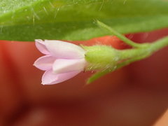Convolvulus simulans